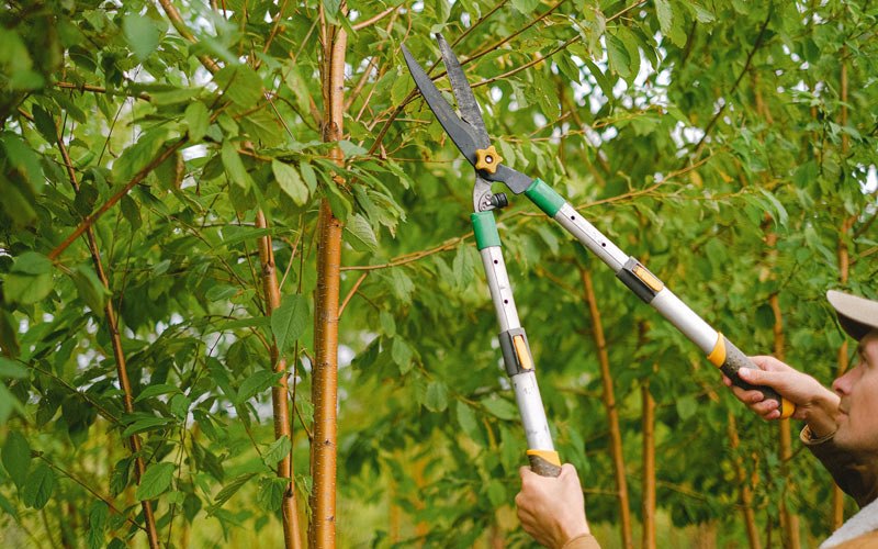Tree trimming in Brainard, NE